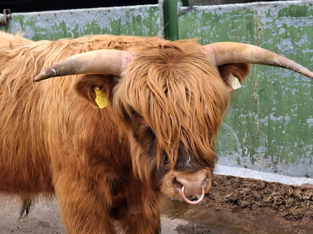 Highlander bull - Image 3