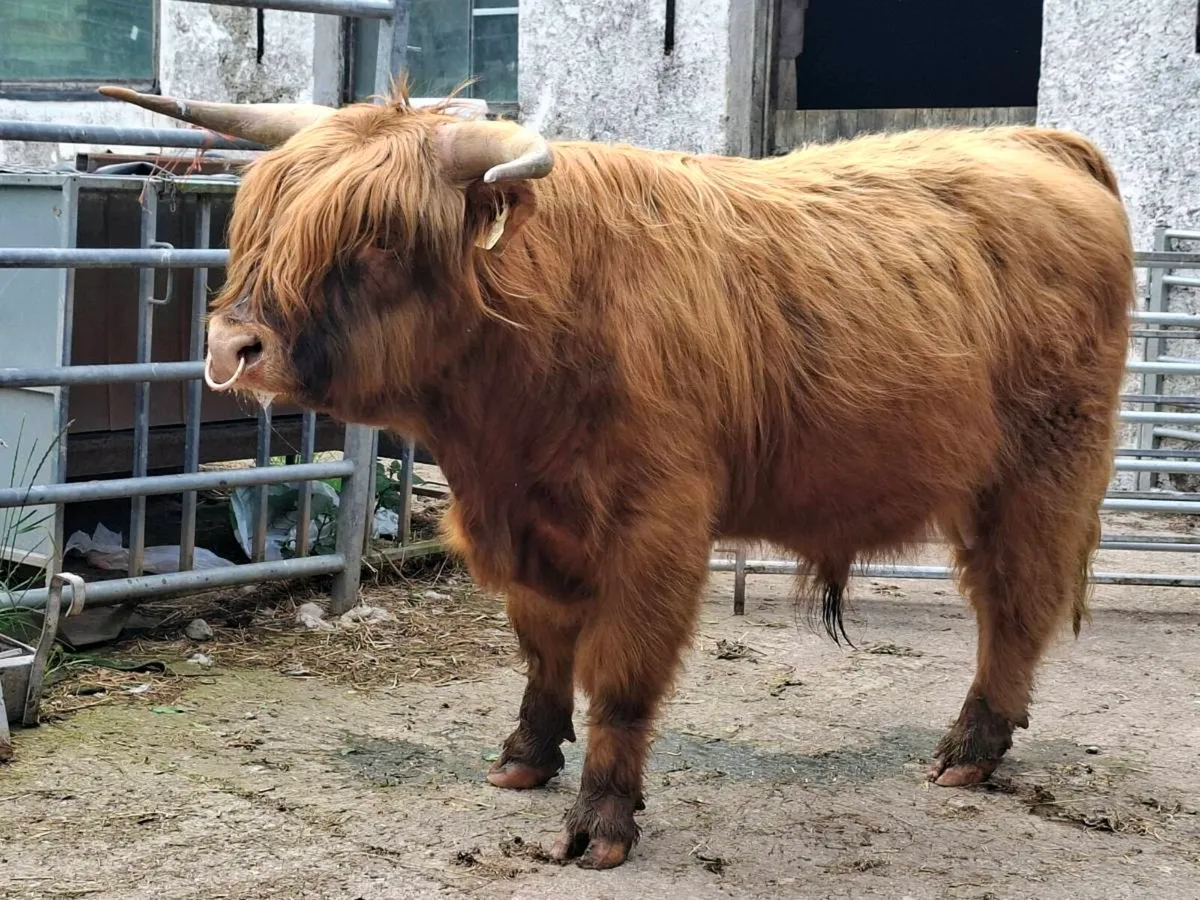 Highlander bull - Image 4