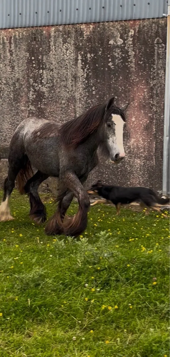 Top class very heavy filly - Image 2