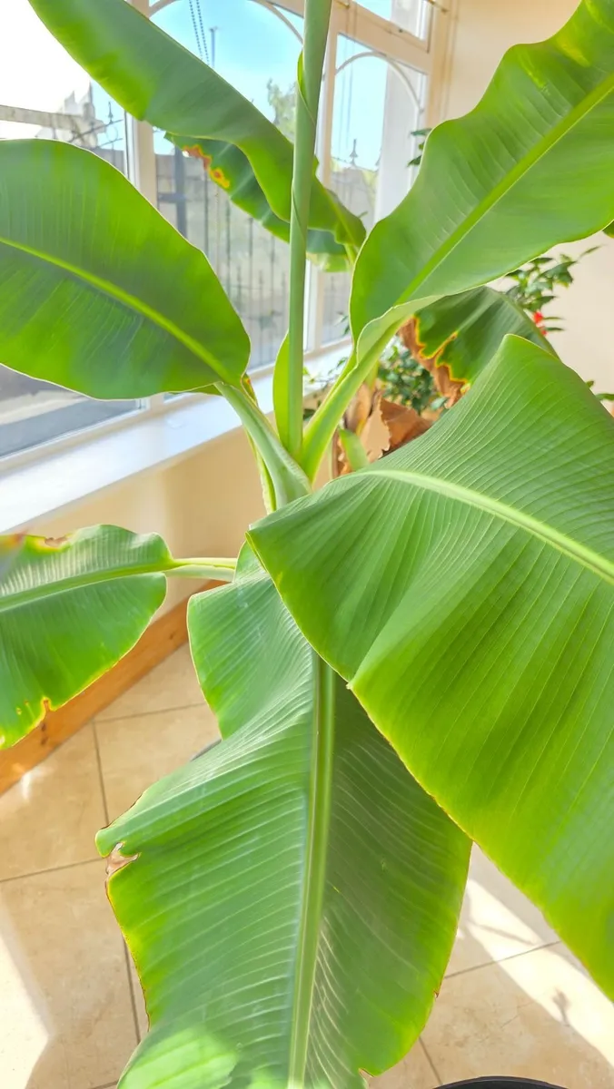 Banana tree - Image 1