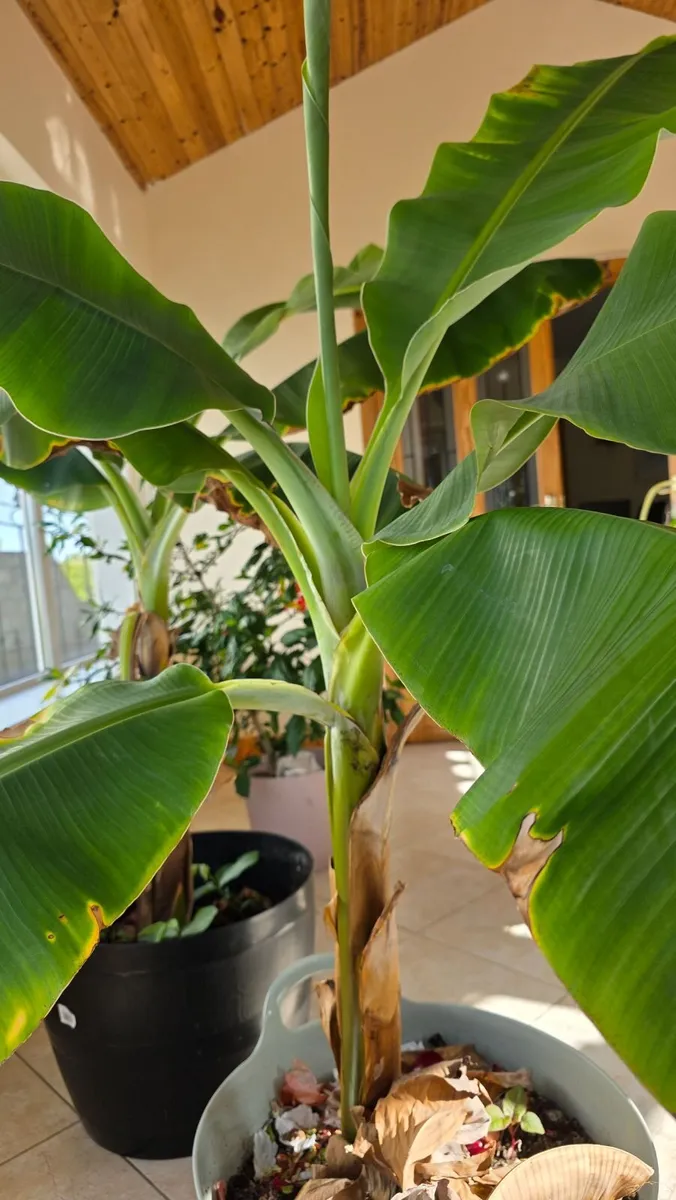 Banana tree - Image 2