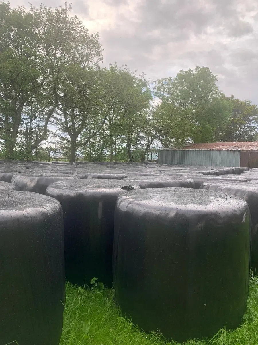 Wrapped Silage Round Bales - Image 2