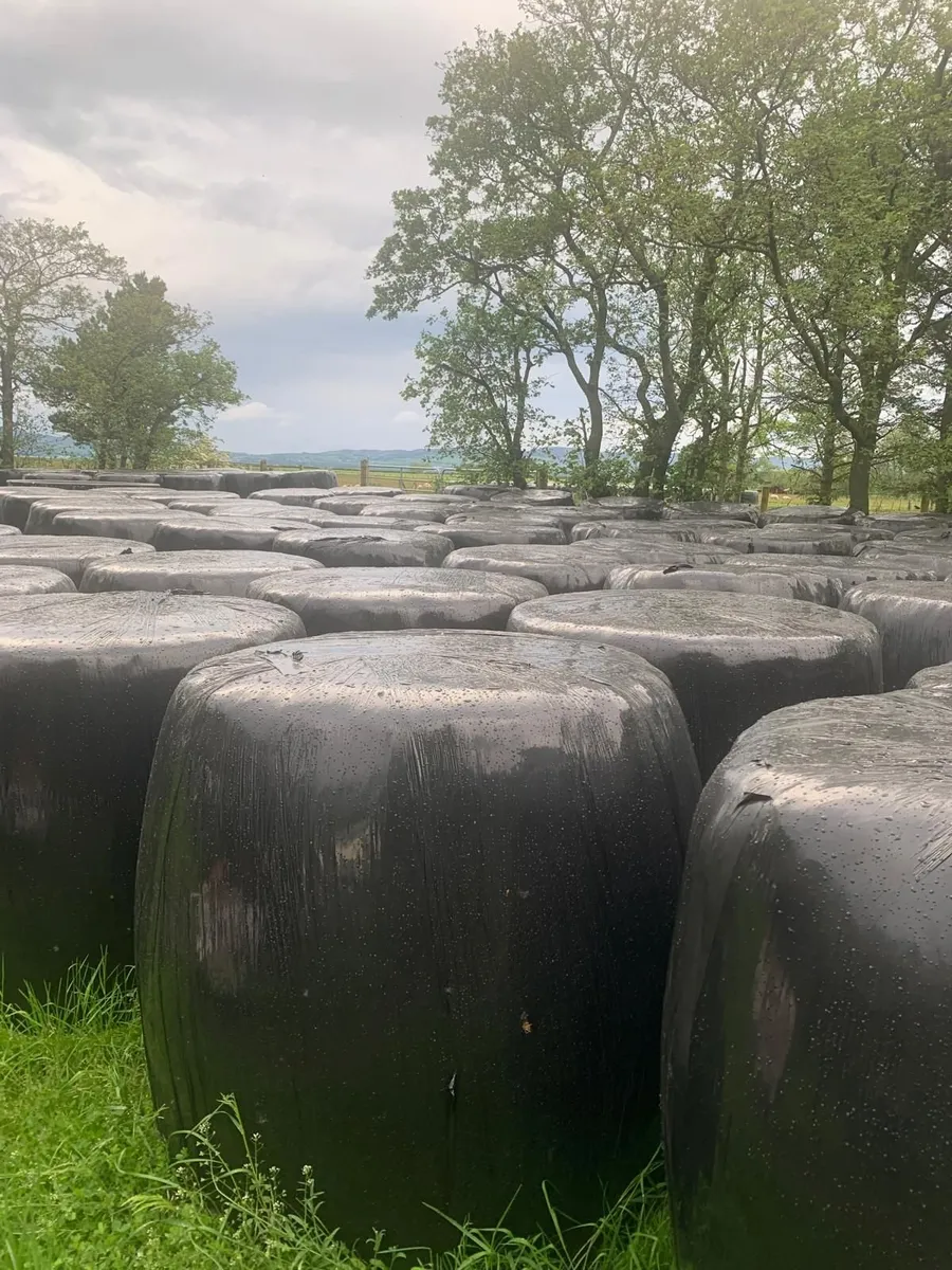 Wrapped Silage Round Bales - Image 3