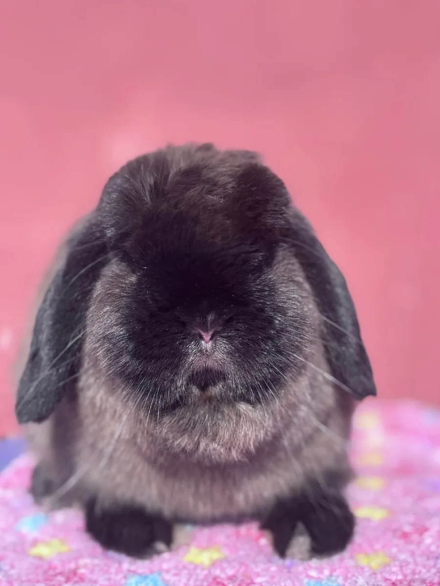 Pedigree mini lops - Image 2
