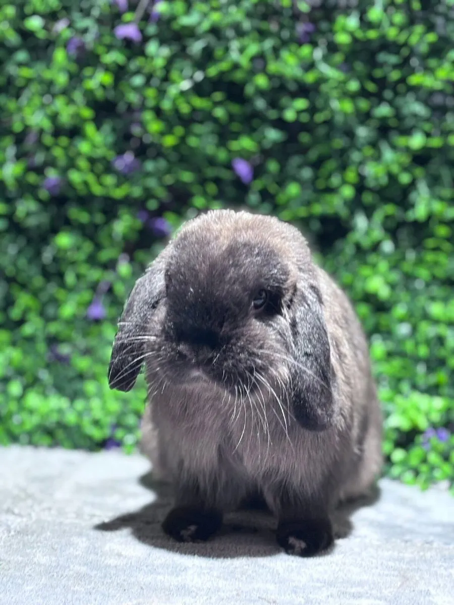 Pedigree mini lops - Image 3
