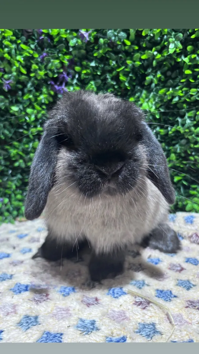 Pedigree mini lops - Image 4