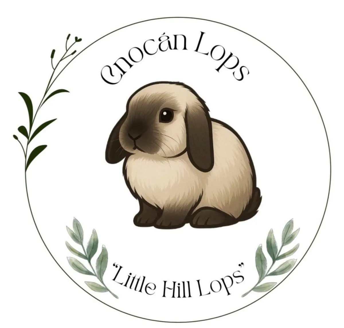 Pedigree mini lops - Image 1