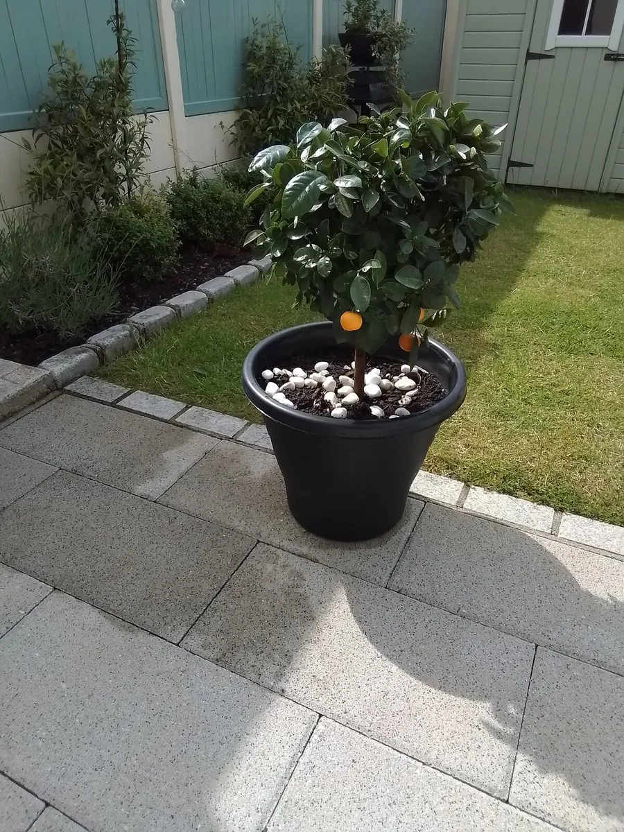 Potted orange plant