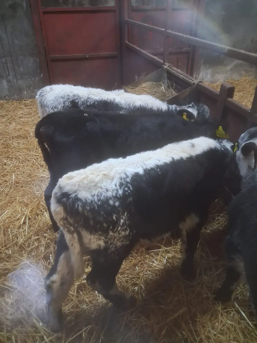 Calfs - Image 1