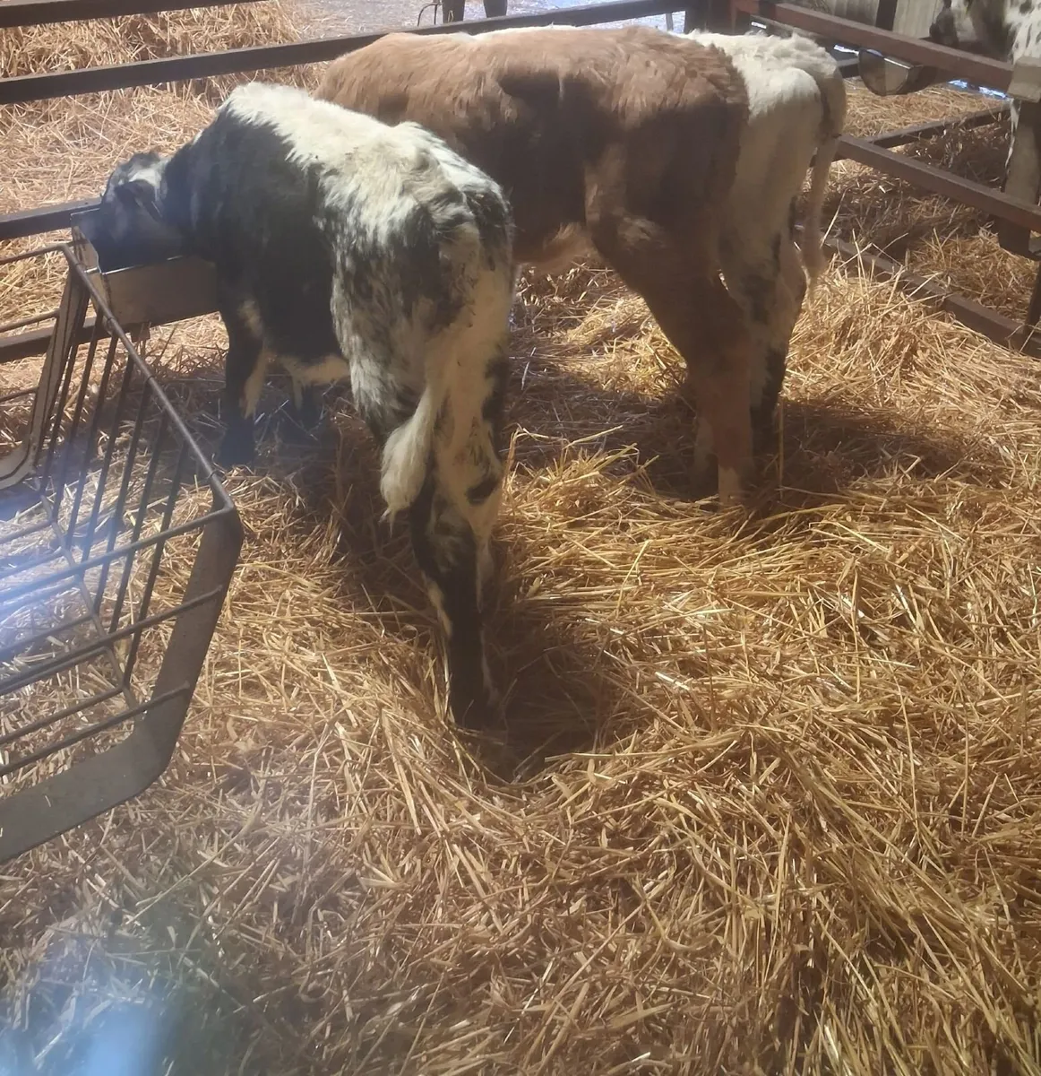Calfs - Image 2