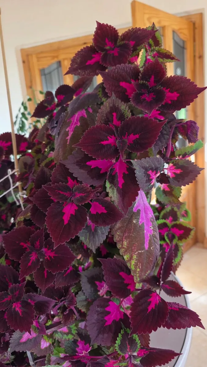 Large, Vibrant Coleus Houseplant – Red plant - Image 1