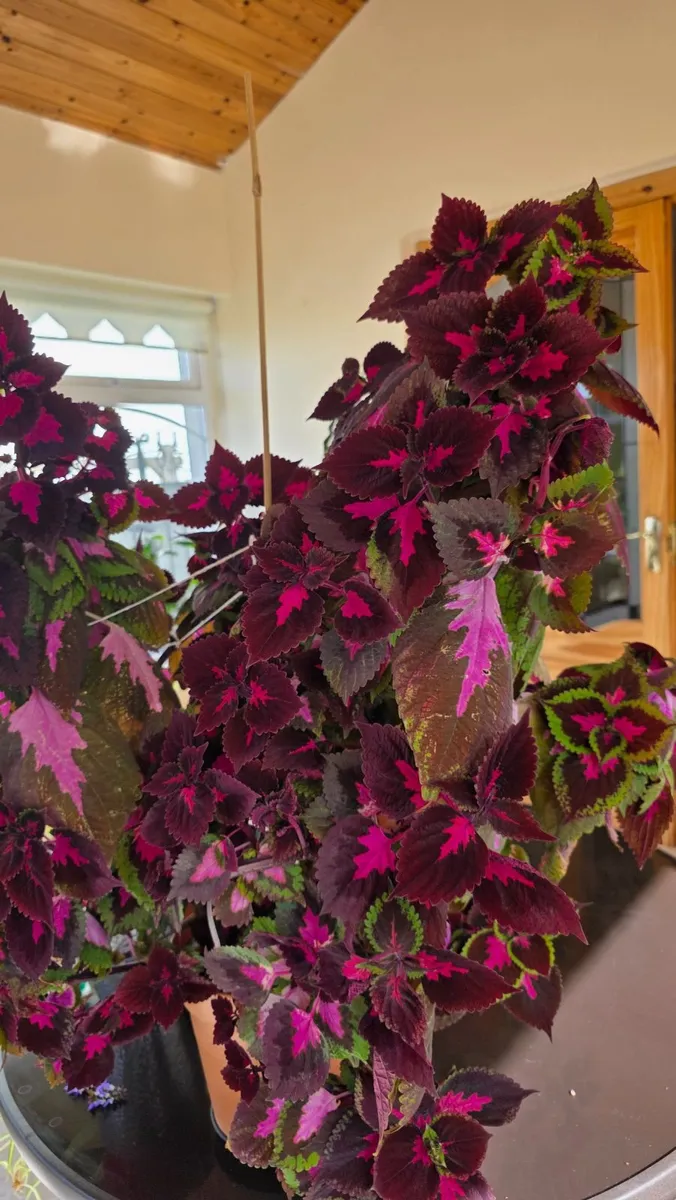 Large, Vibrant Coleus Houseplant – Red plant - Image 2