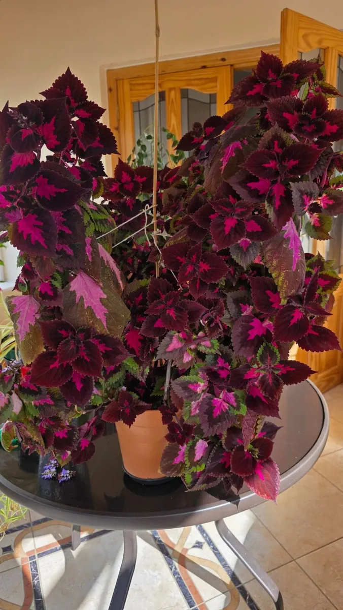Large, Vibrant Coleus Houseplant – Red plant - Image 3