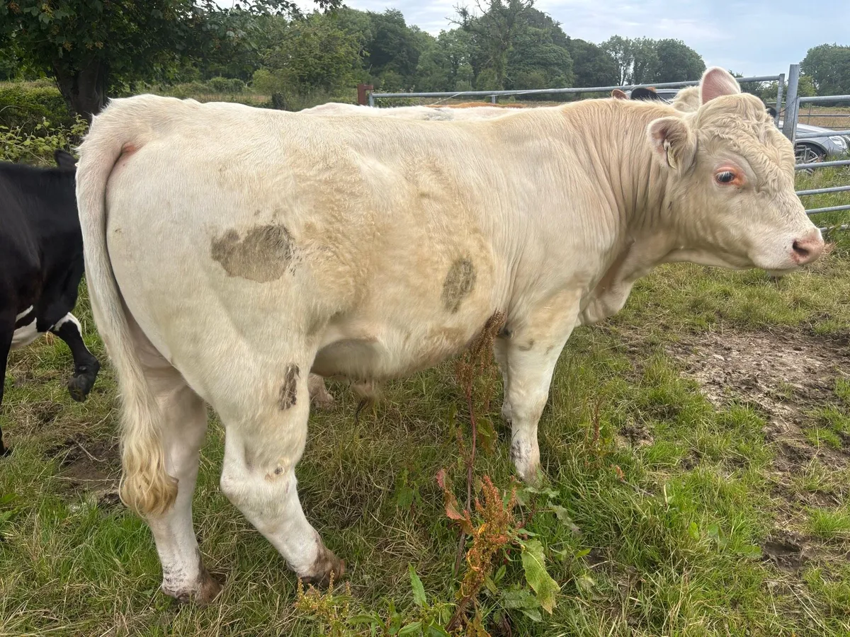 2x Pedigree Charolais Bulls - Image 2