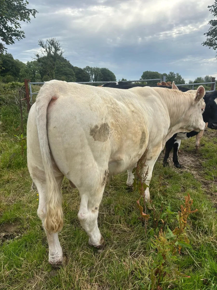 2x Pedigree Charolais Bulls - Image 3