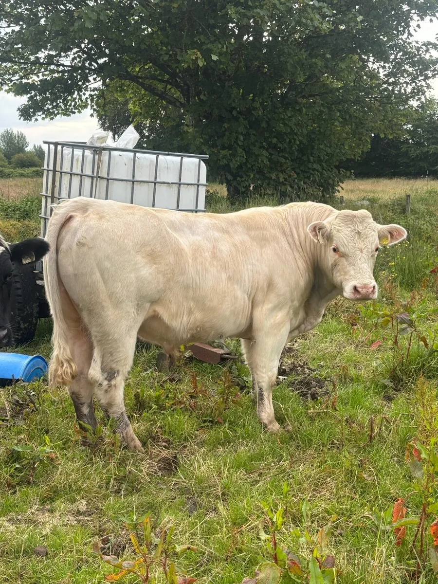 2x Pedigree Charolais Bulls - Image 1