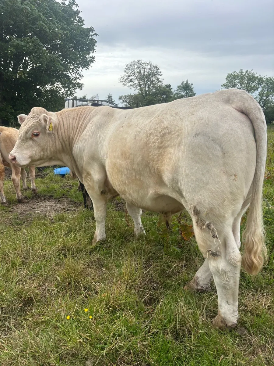 2x Pedigree Charolais Bulls - Image 4