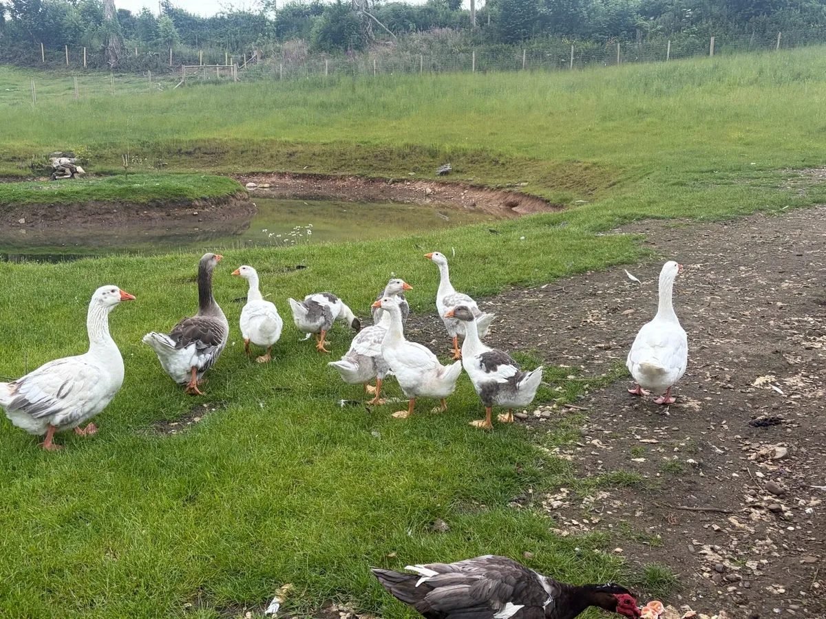 Goslings