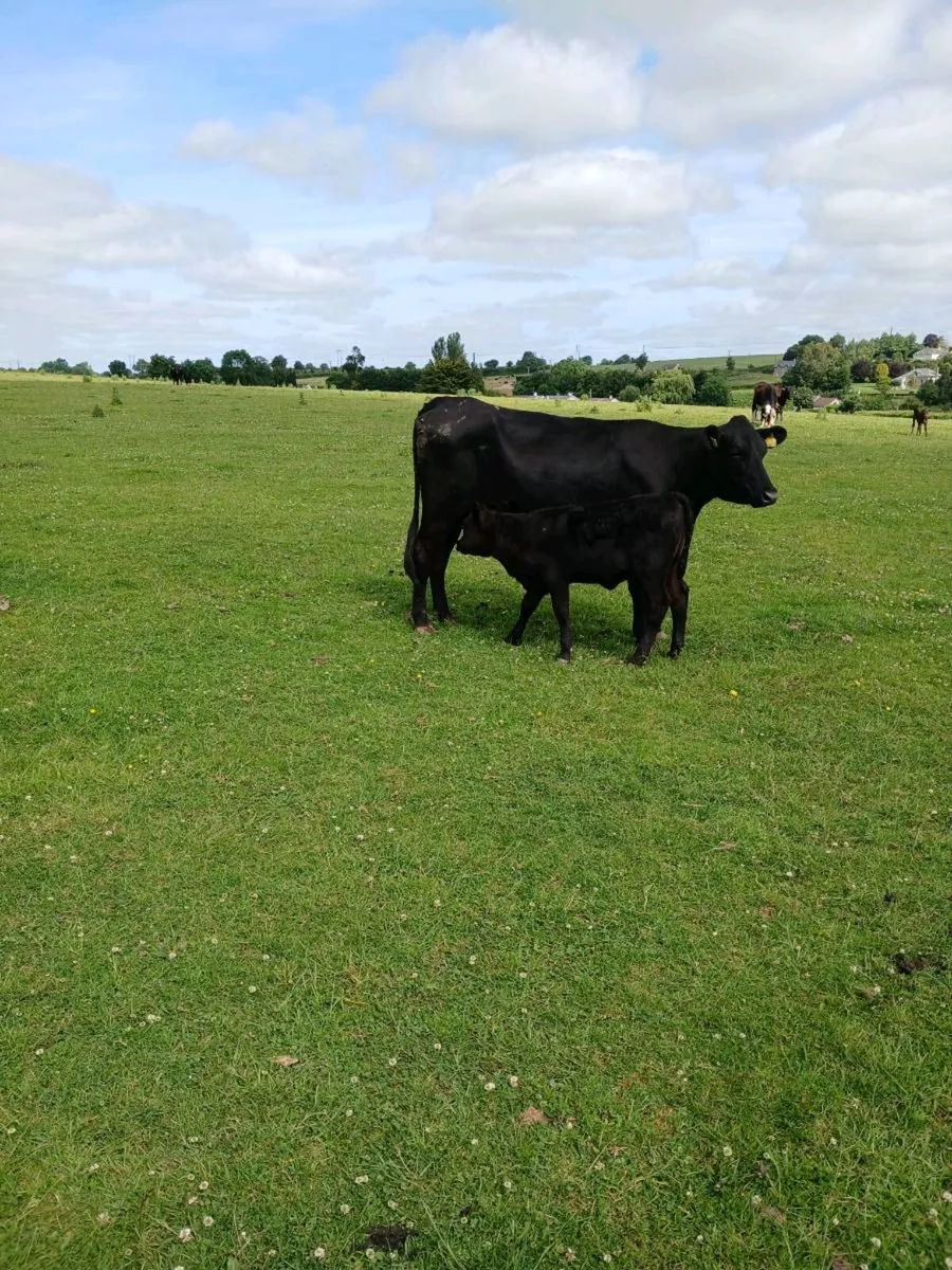 Angus Heifers and calves - Image 1