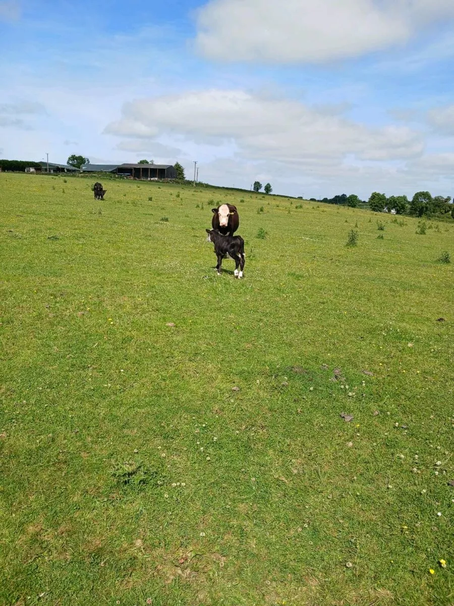 Angus Heifers and calves - Image 2