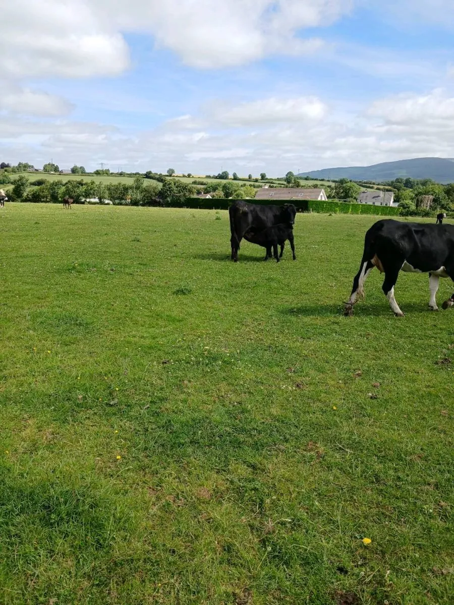 Angus Heifers and calves - Image 3
