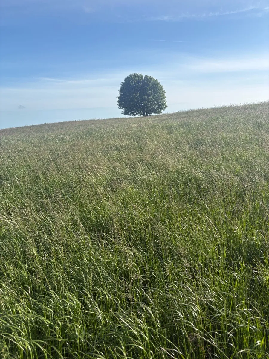 Silage bales - Image 1