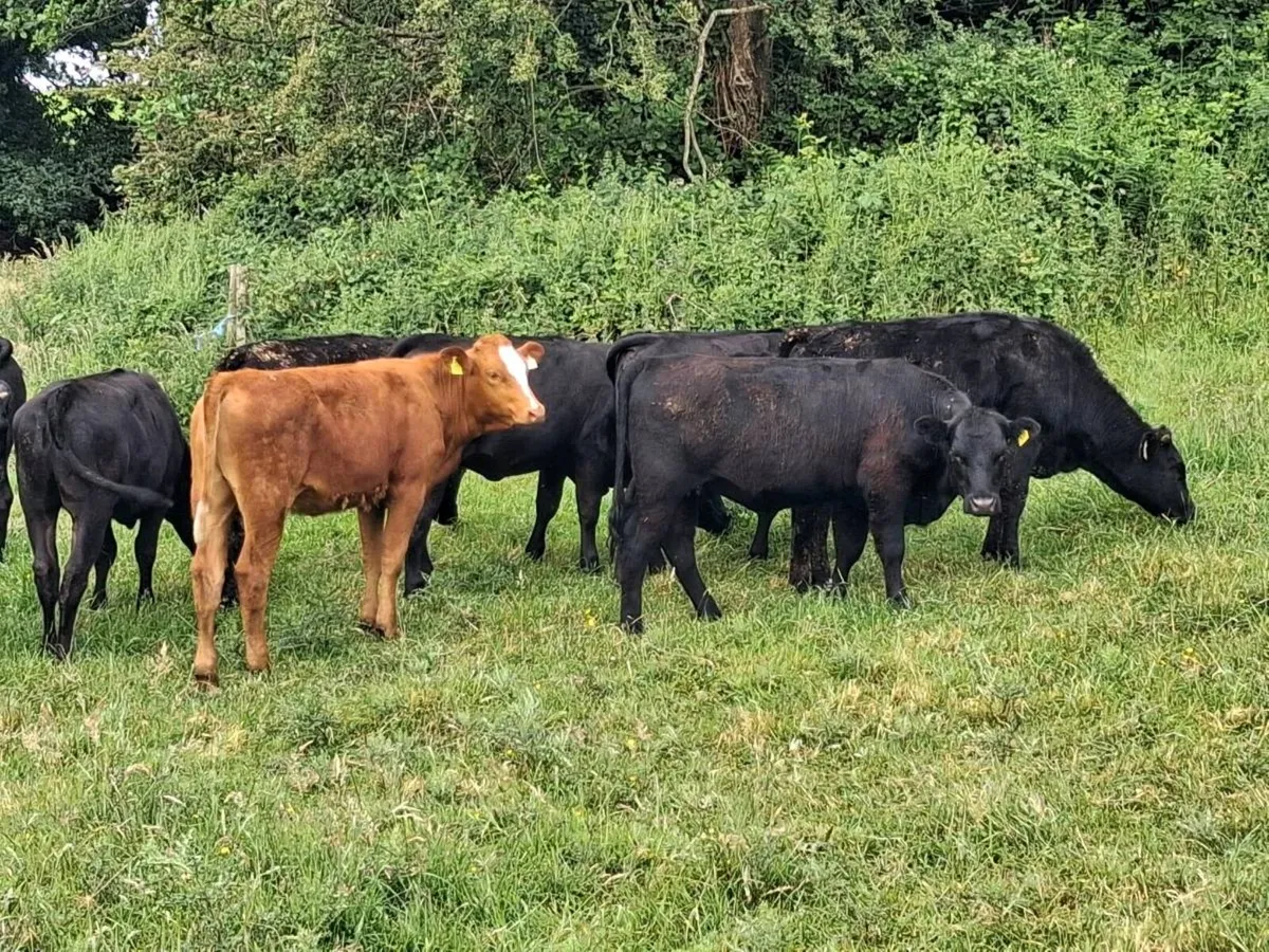 17 STORE HEIFERS FOR SALE - Image 2