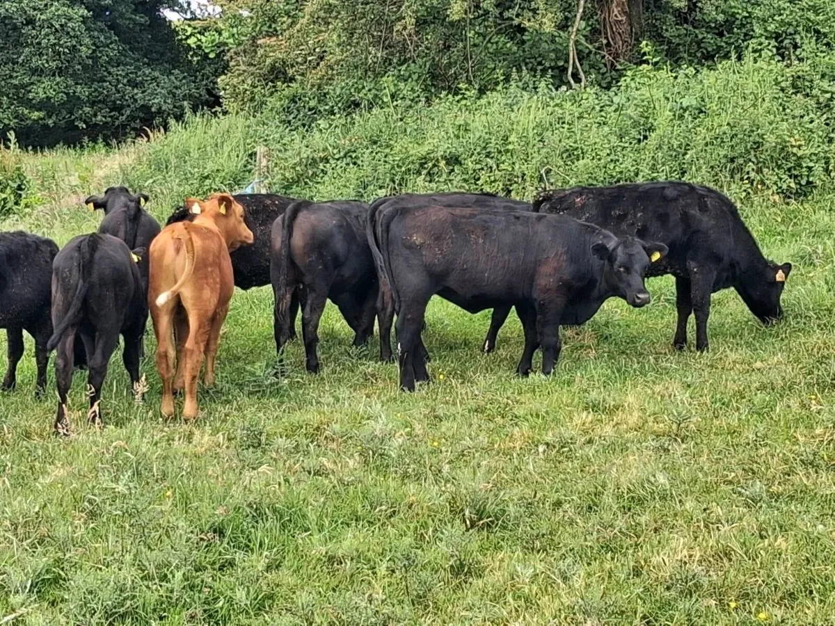 17 STORE HEIFERS FOR SALE - Image 3