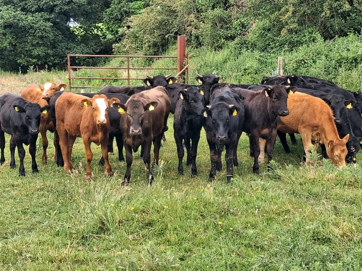 17 STORE HEIFERS FOR SALE - Image 4