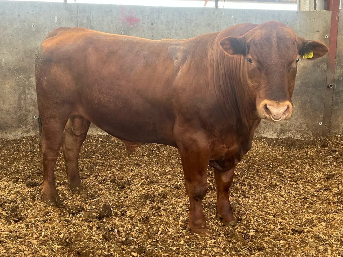 3 year old angus bull - Image 2