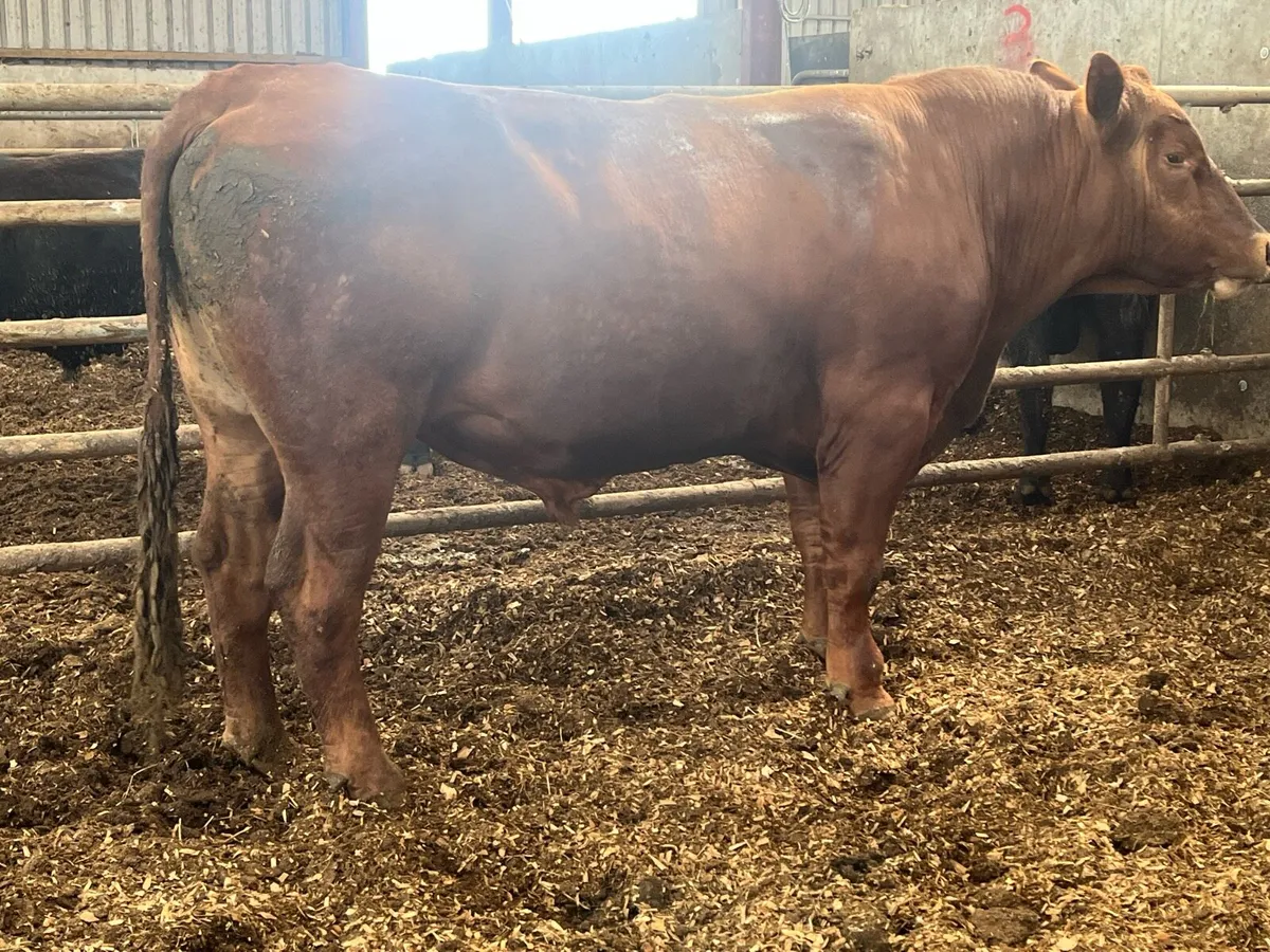 3 year old angus bull - Image 3