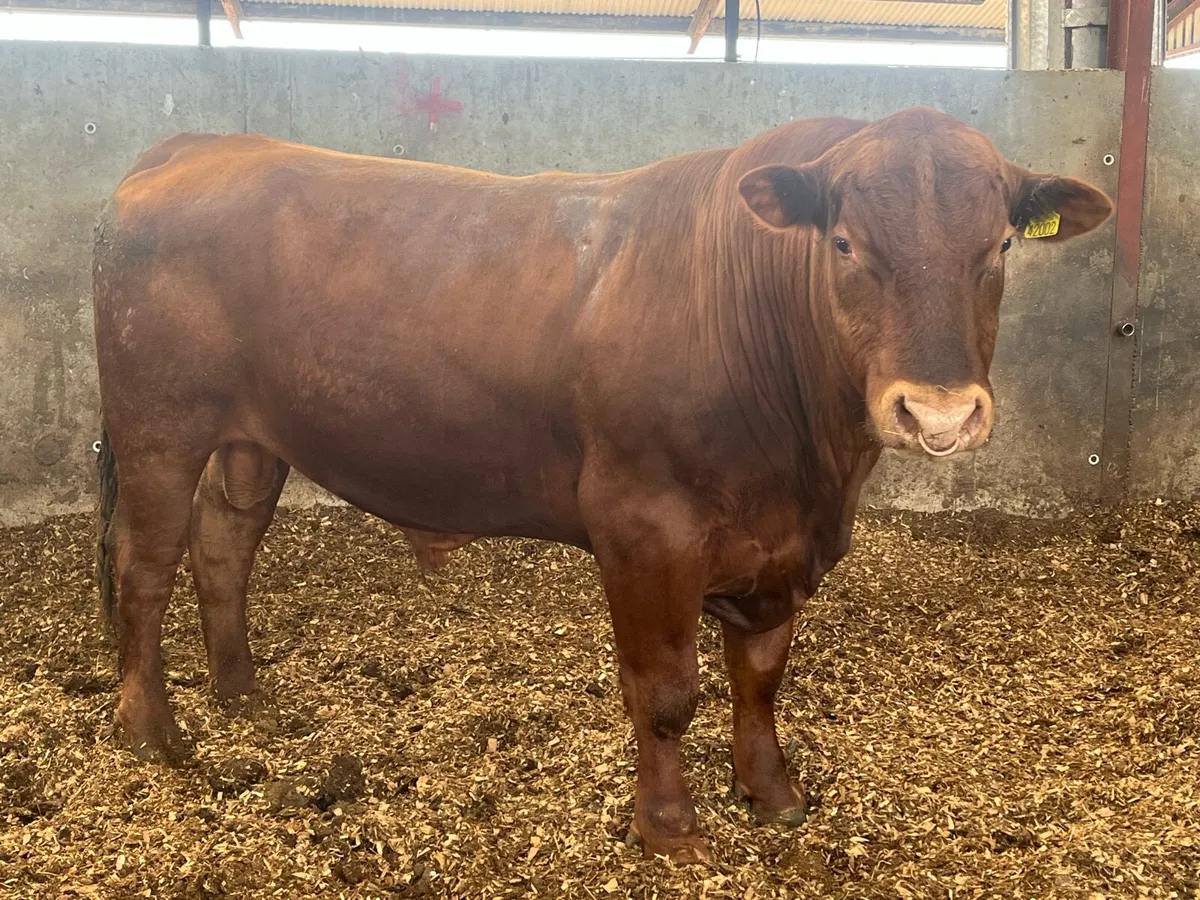 3 year old angus bull - Image 1
