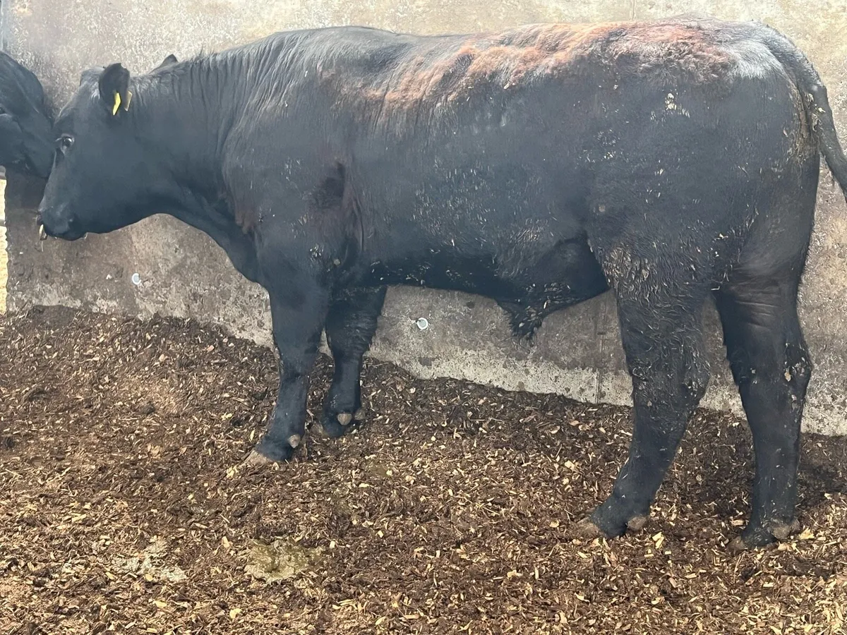 3 year old angus bull - Image 4
