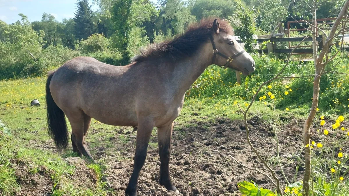 Horses - Image 2
