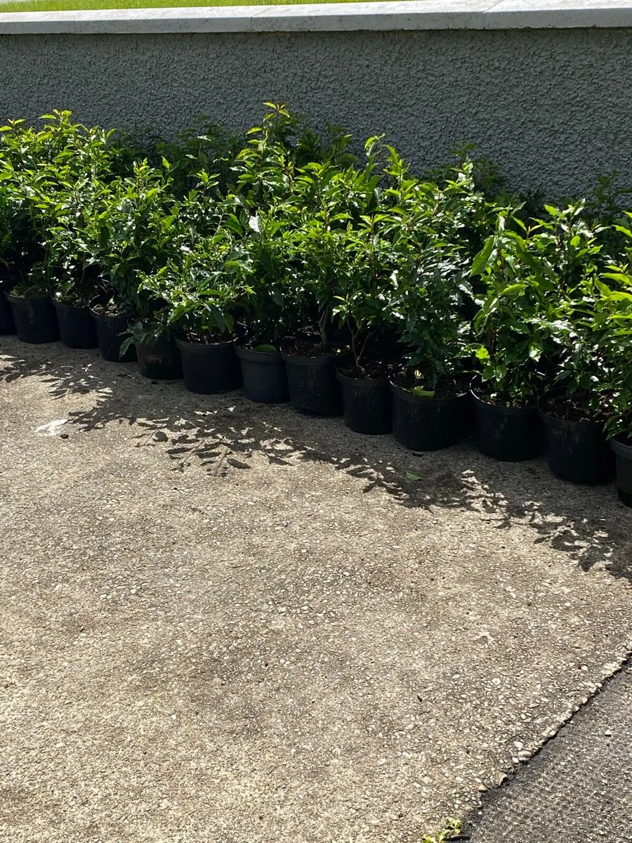 POTTED HEDGING - Image 1