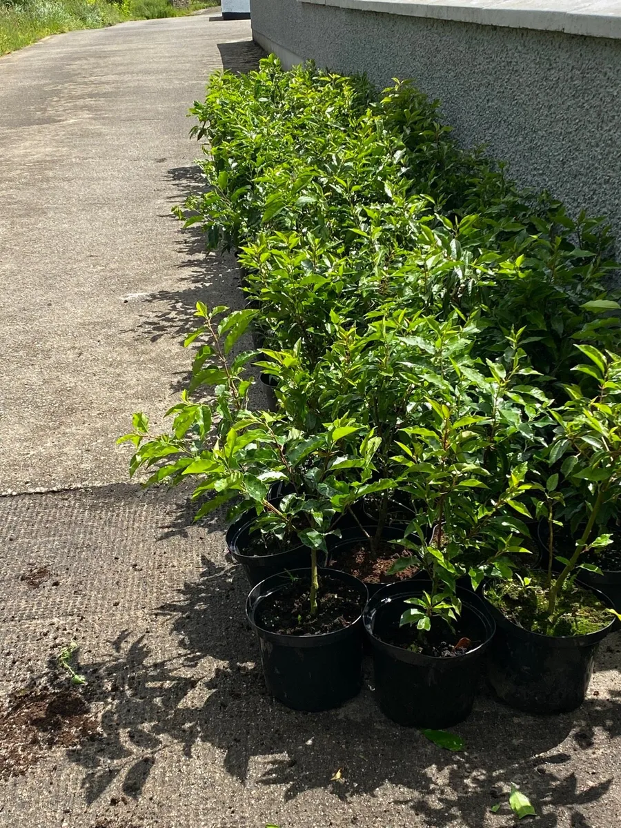 POTTED HEDGING - Image 2