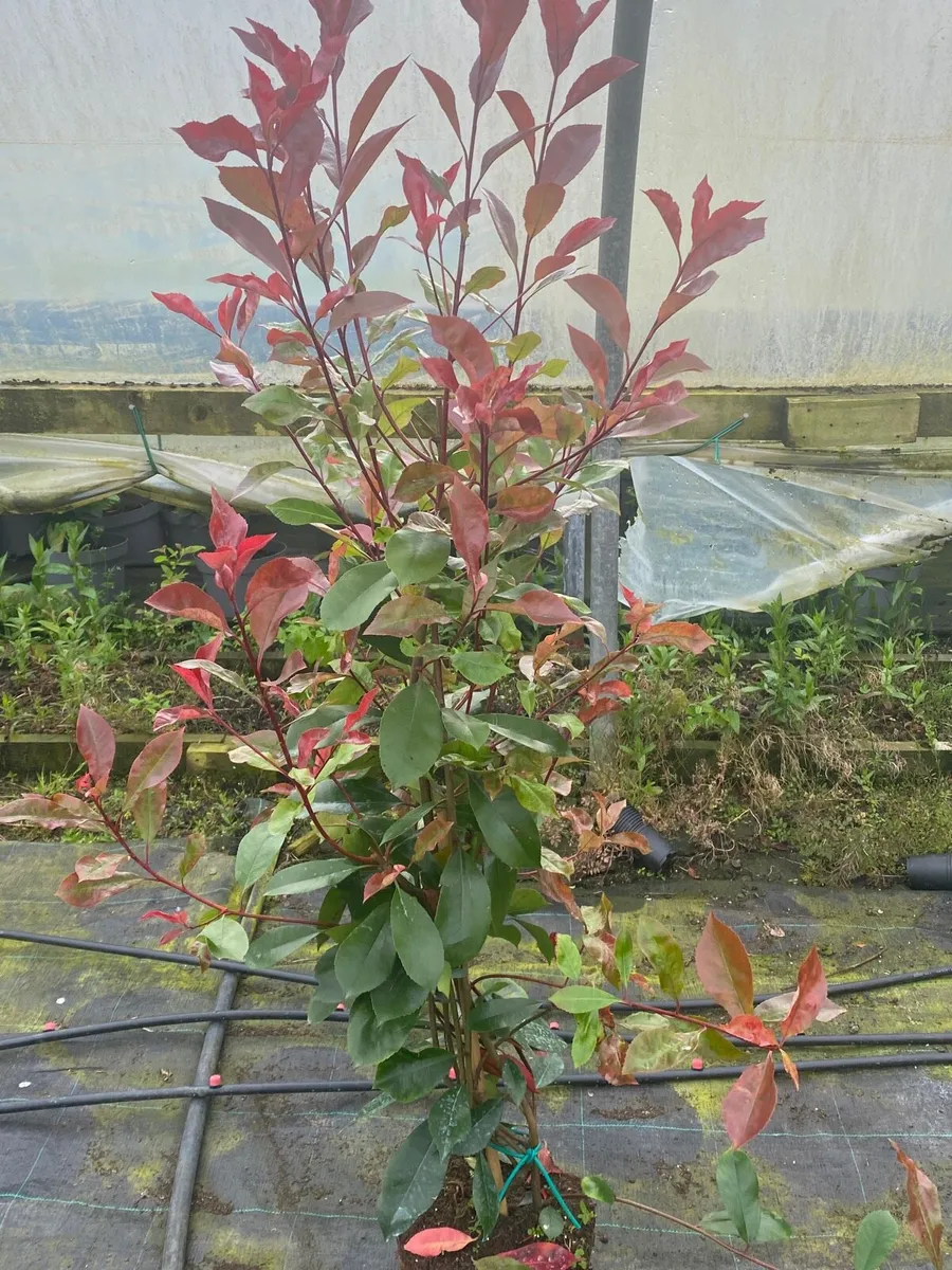 POTTED HEDGING - Image 4