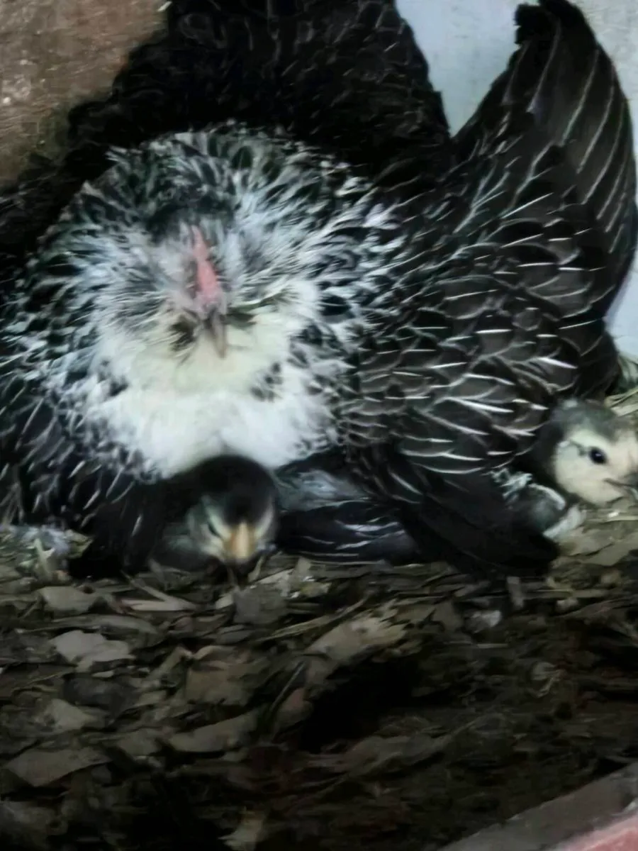 Hatch eggs - Image 3