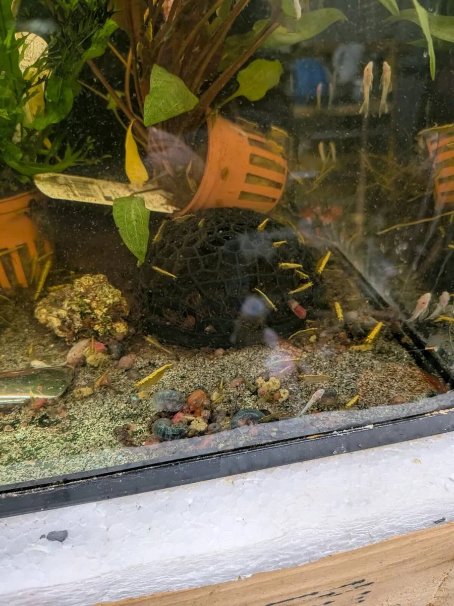 Yellow neocaridina shrimp 🍤