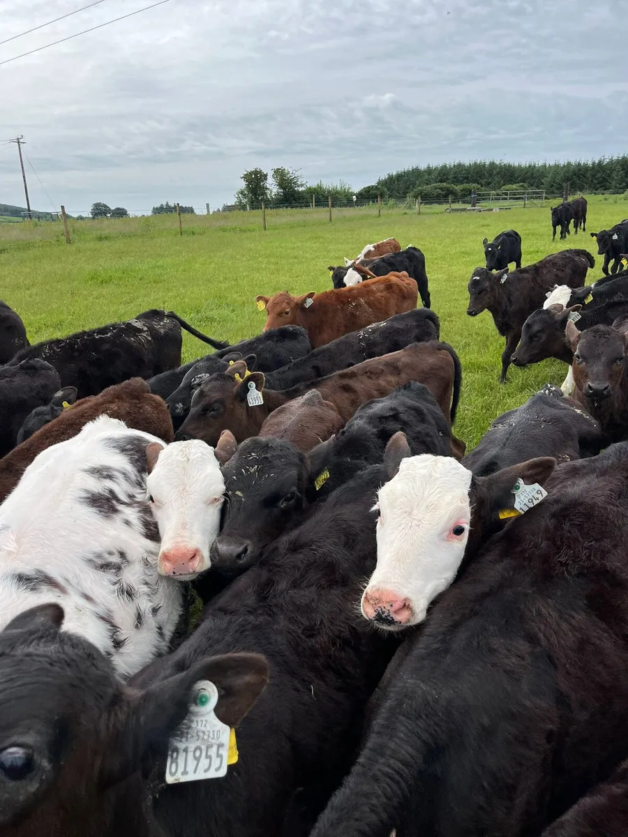 CALVES - Image 1