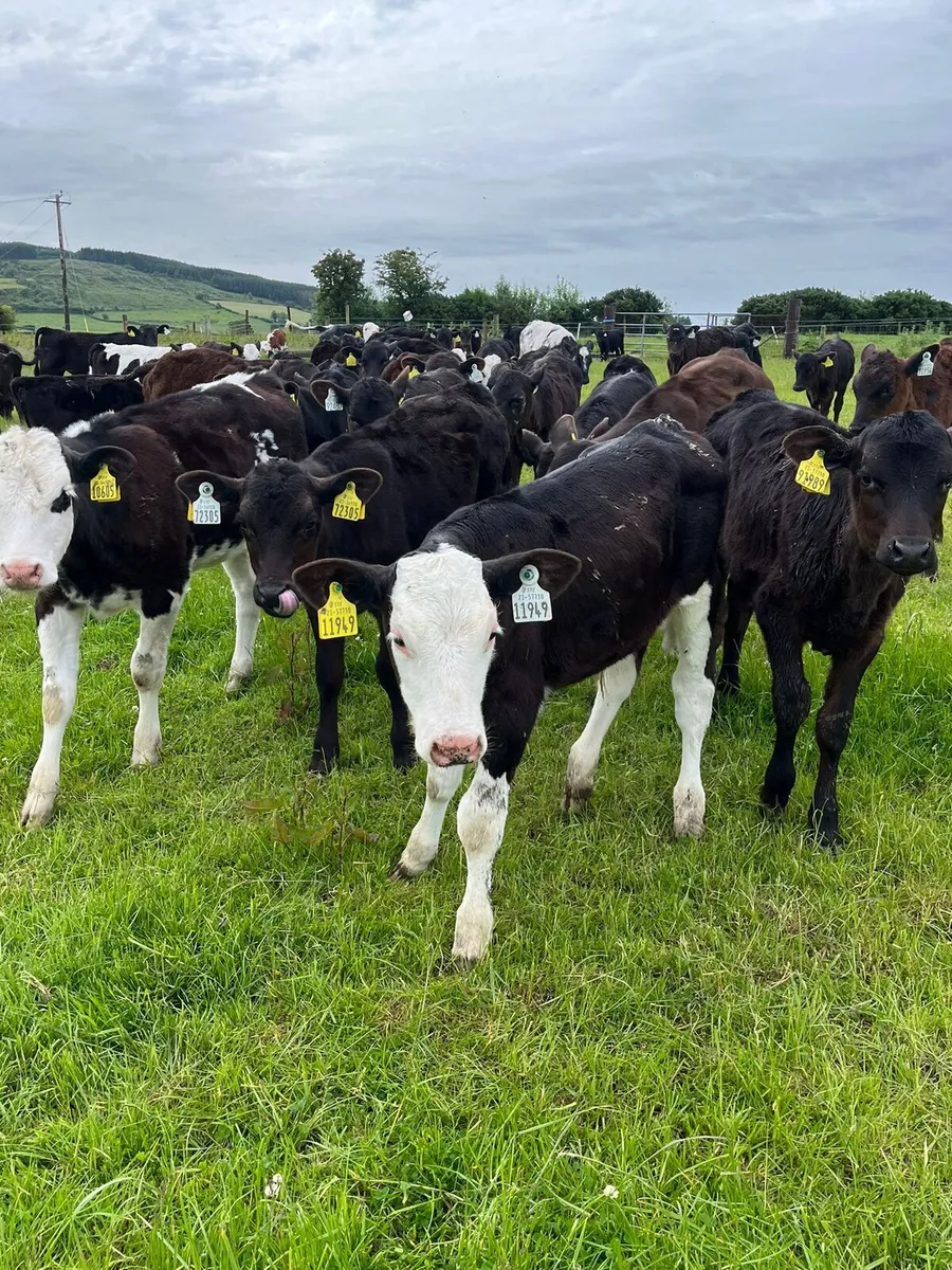 CALVES - Image 2
