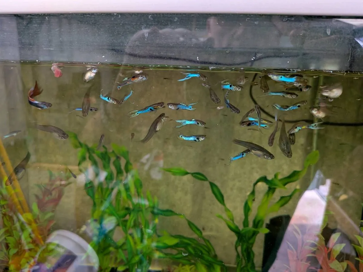 Endler guppies - Image 1