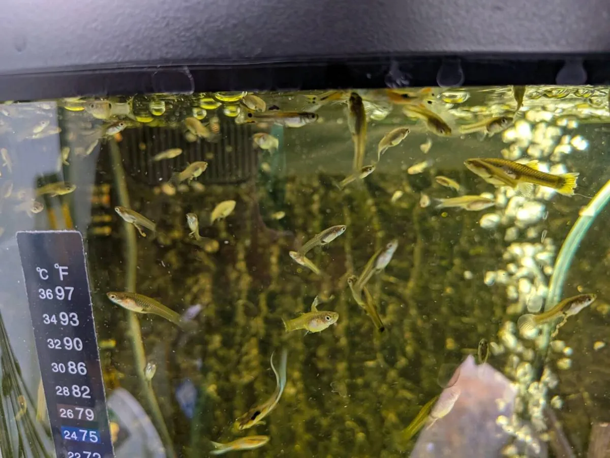 Endler guppies - Image 2
