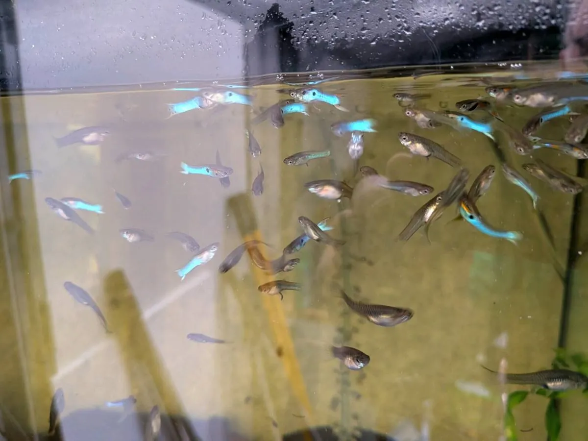 Endler guppies - Image 3