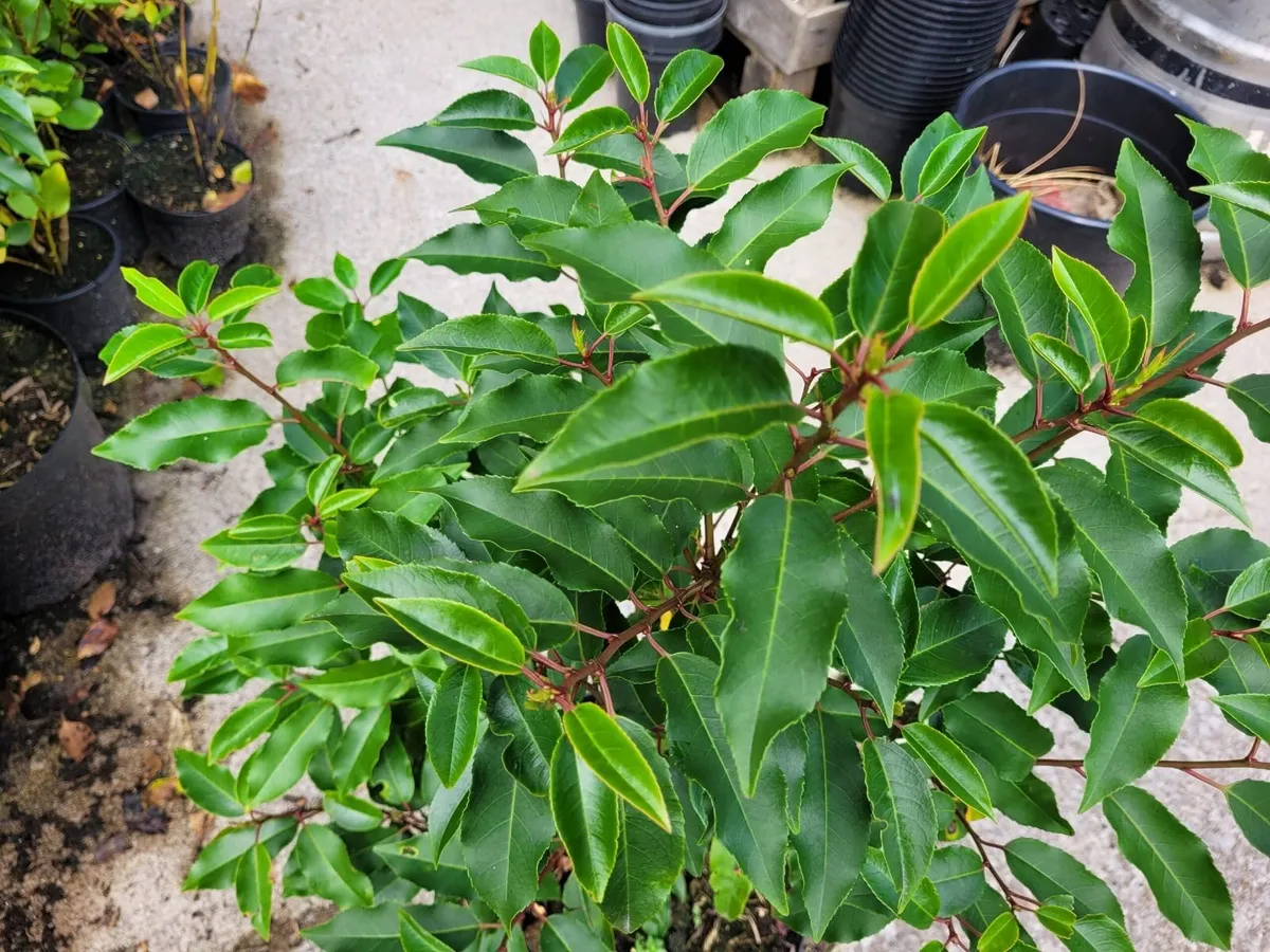 Portuguese Laurel €4 per pot. Plants are 43cm tall