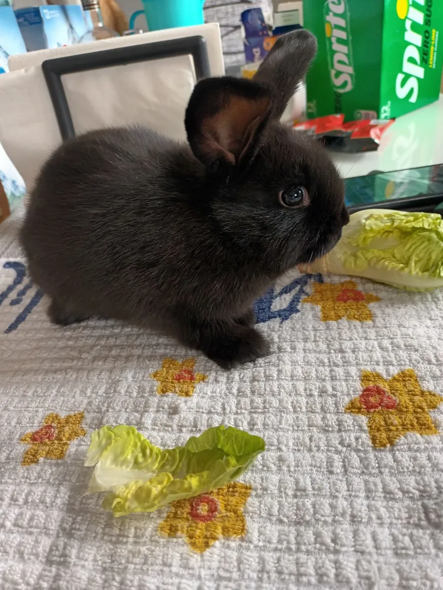 Rabbits - Image 3