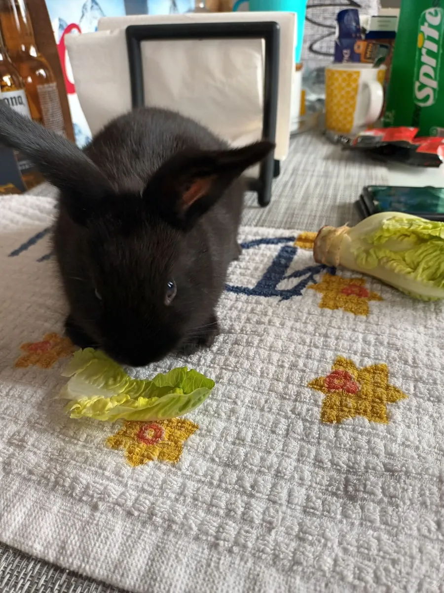 Rabbits - Image 4