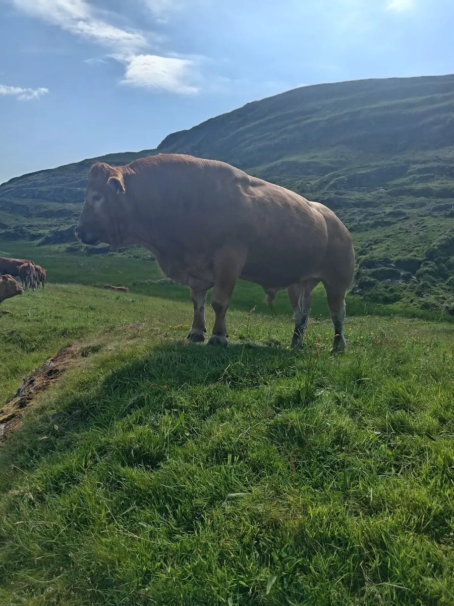 5* Limousin PBR Bull - Image 4