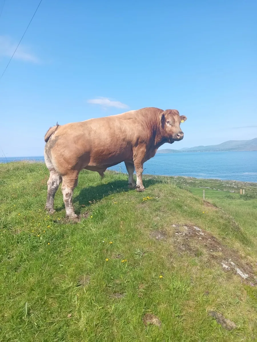 5* Limousin PBR Bull - Image 1
