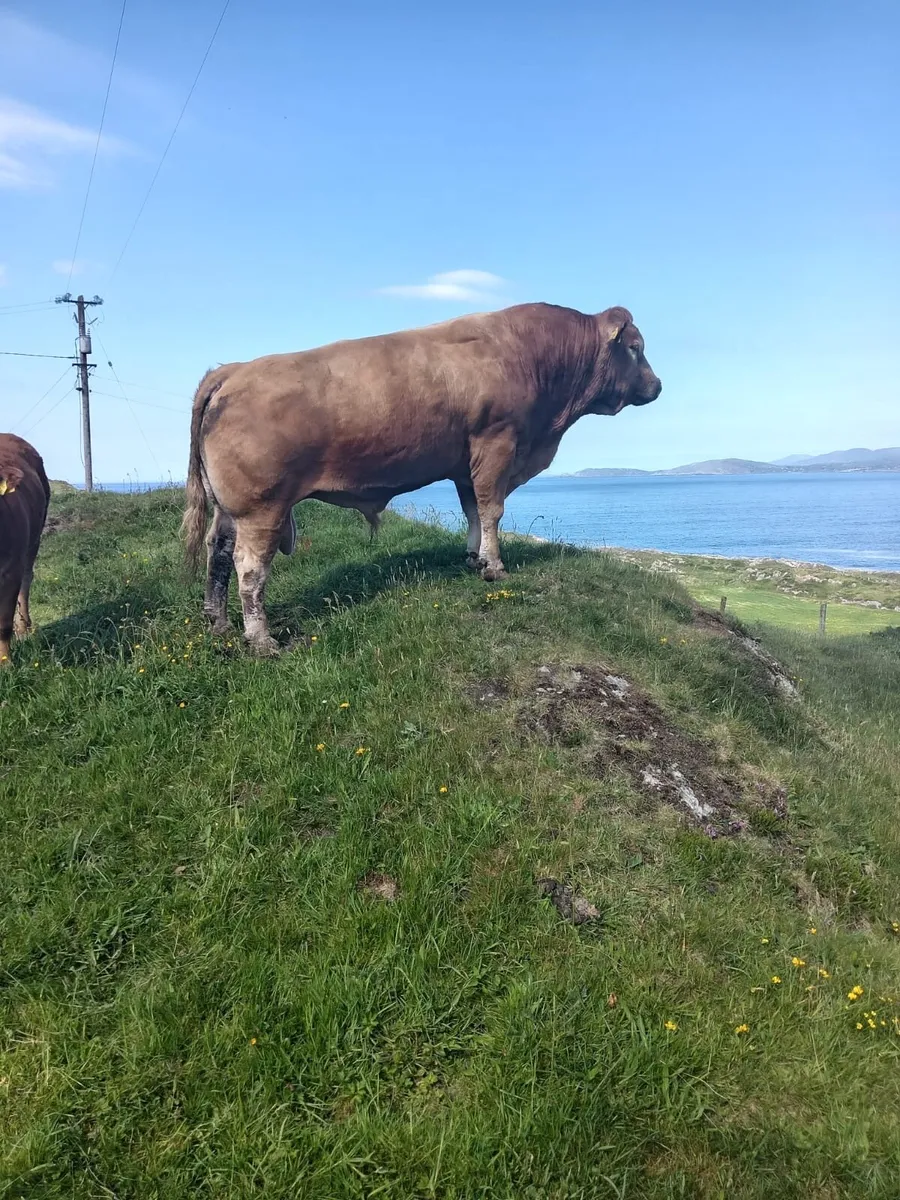 5* Limousin PBR Bull - Image 2